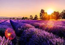 Lavender Fields (Cánh đồng hoa Oải Hương) - nguồn: Internet