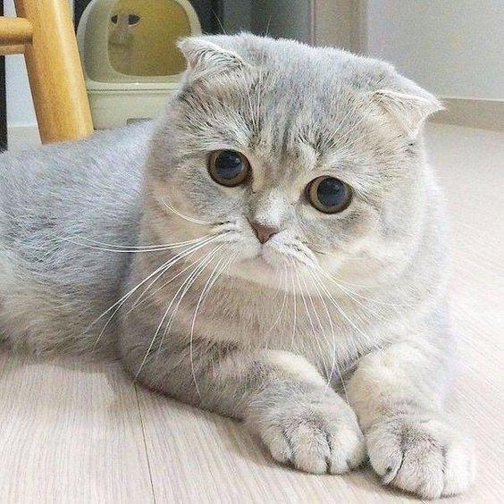 Mèo Tai Cụp (Nguồn ảnh: Internet)