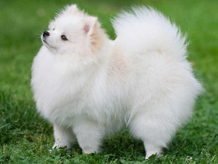 Pomeranian (Ảnh: Internet)