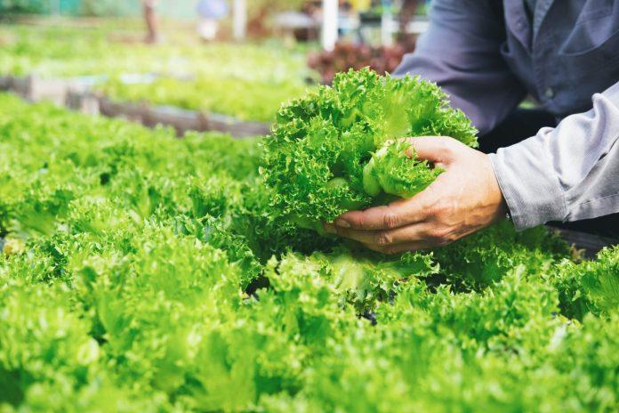 Tận dụng các loại rau sạch tự trồng làm nguồn thực phẩm (Ảnh: Internet)