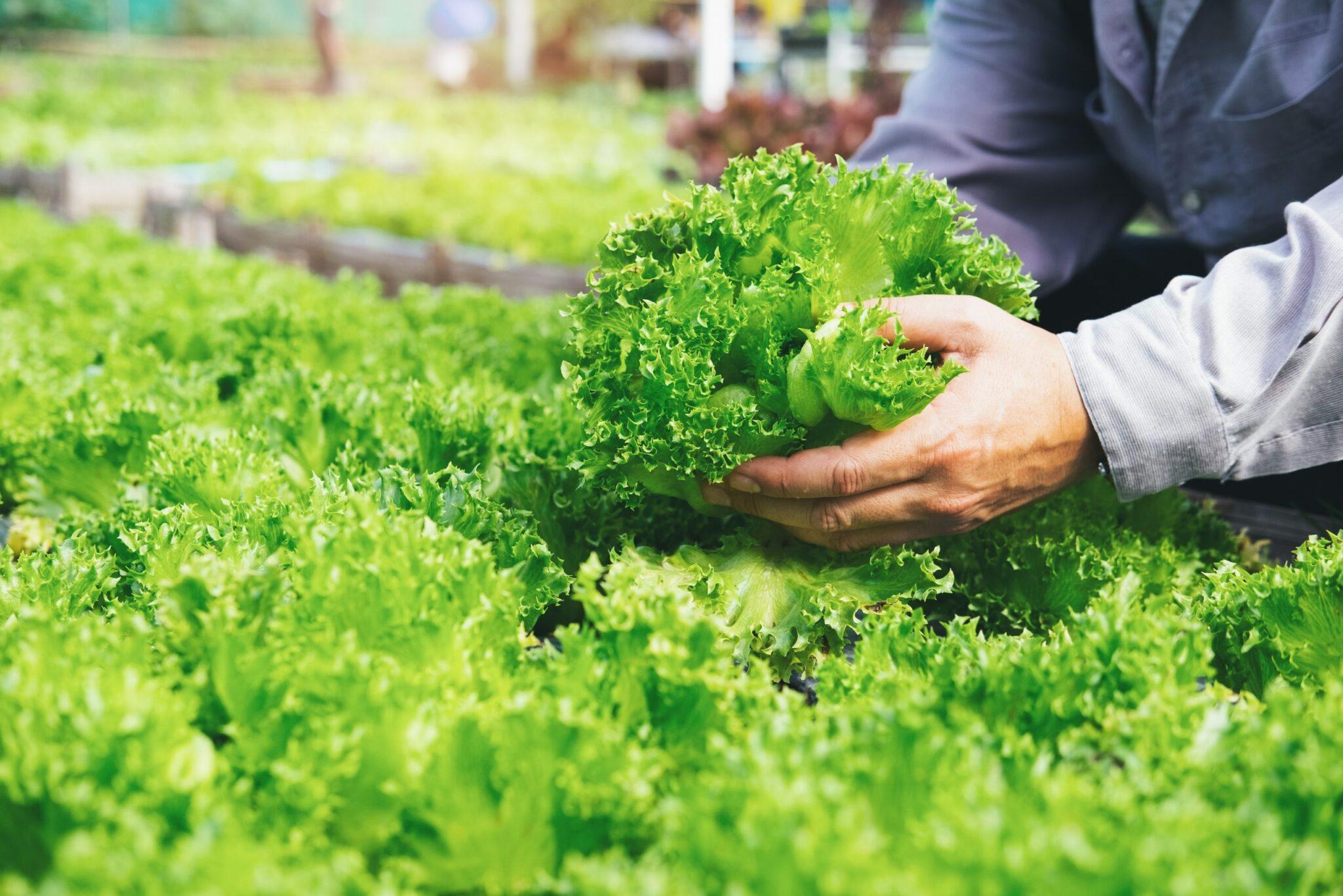 Tận dụng các loại rau sạch tự trồng làm nguồn thực phẩm (Ảnh: Internet)