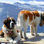 St. Bernard (Ảnh: Internet)