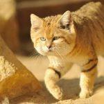 Mèo Cát - Vua của Sa Mạc (Nguồn: Internet).