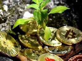 7 dự án tiền điện tử hướng đến phát triển bền vững và bảo vệ môi trường hơn Bitcoin