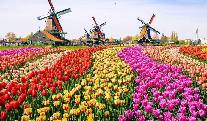 Vườn hoa Keukenhof - nguồn: Internet