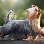 10 sự thật thú vị về giống chó sục Yorkshire