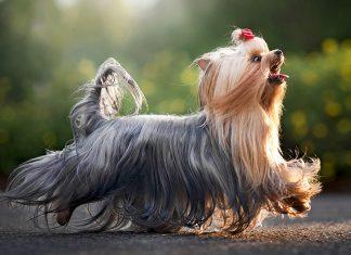 10 sự thật thú vị về giống chó sục Yorkshire