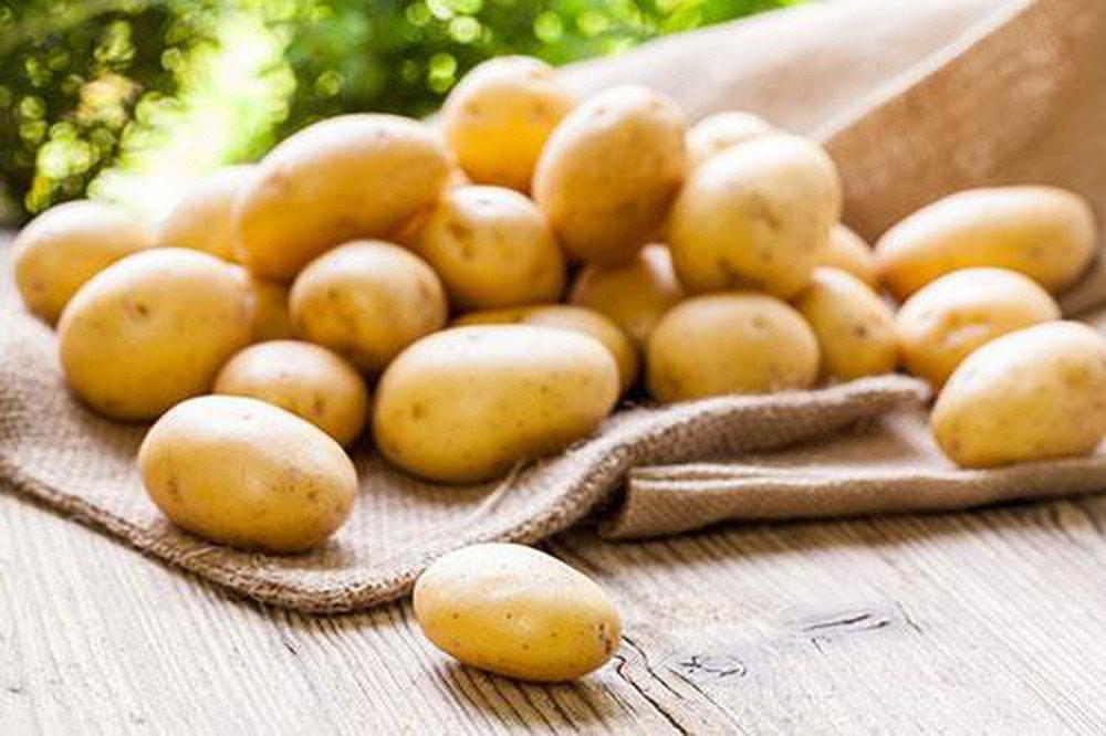 Khoai tây sống chứa độc tố (Nguồn: Internet)