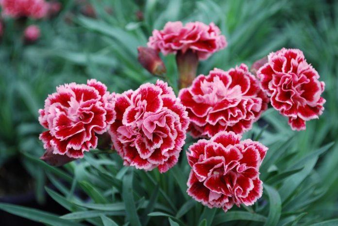 Cẩm chướng là hoa biểu tượng của ngày của Mẹ (Ảnh: Internet)