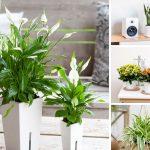 Tự nhiên gói gọn: Những cách tạo không gian xanh trong ngôi nhà của bạn (Ảnh: Internet)