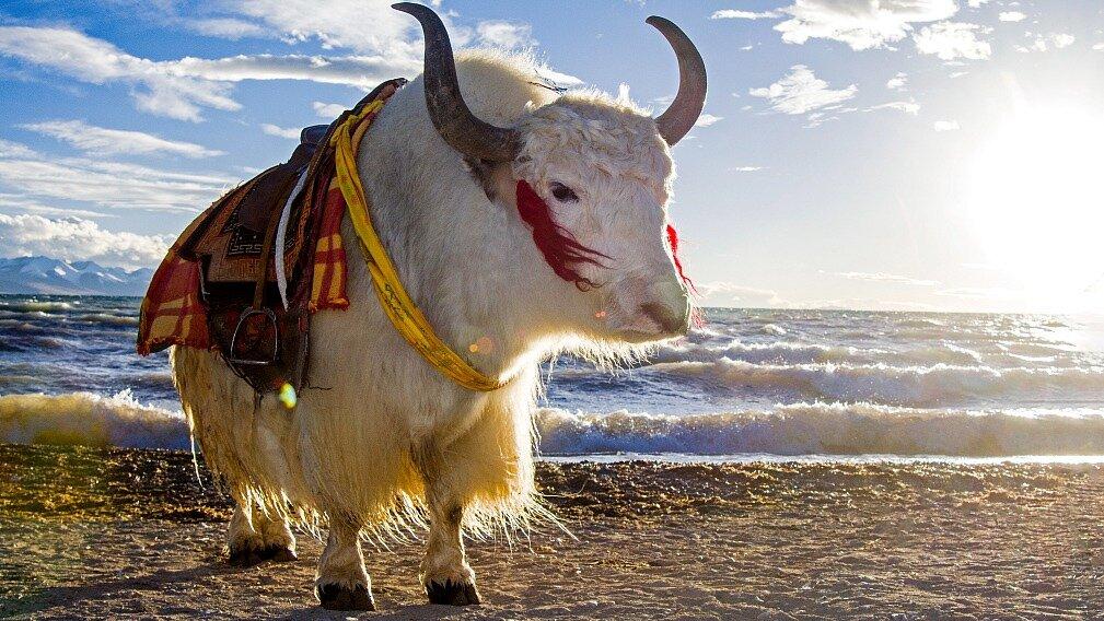 Loài bò yak mà Marco Polo yêu thích (Ảnh: Internet)