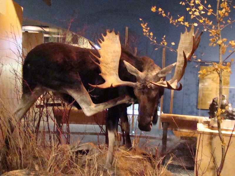 Bảo tàng Buffalo Bill Historical Center - nguồn: Internet
