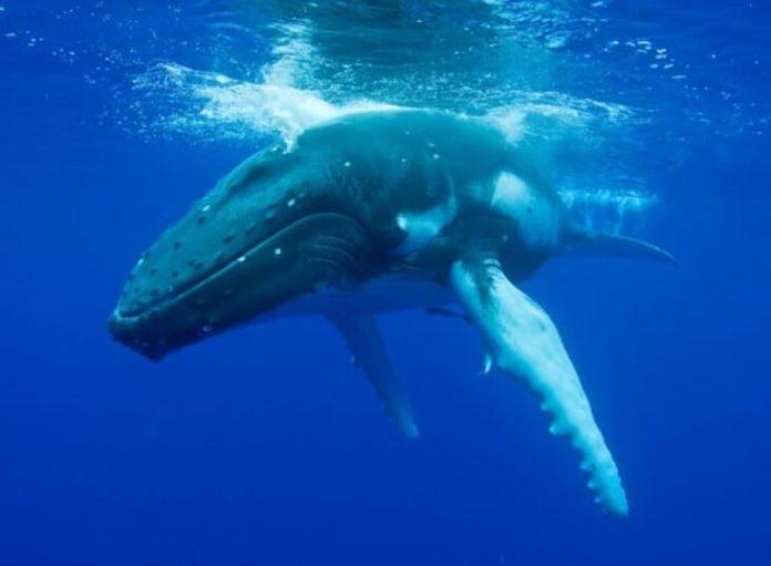 Cá mập thời tiền sử Megalodon là một trong những tay săn mồi đáng sợ nhất lịch sử (Ảnh: Internet)
