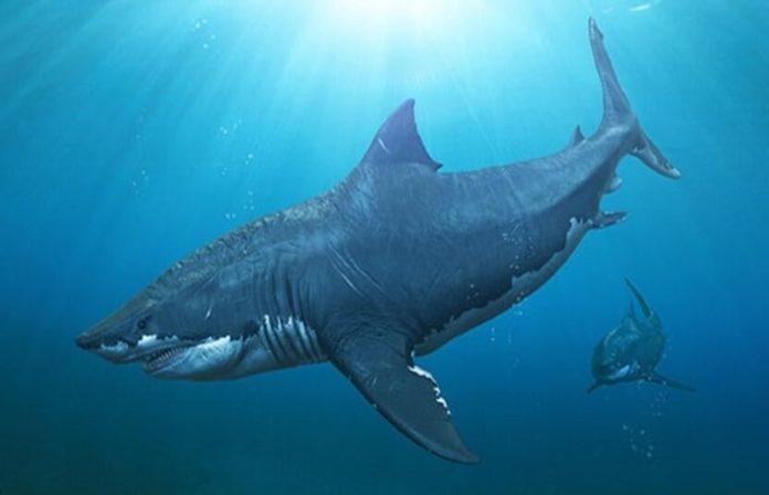 Cá mập thời tiền sử Megalodon là một trong những tay săn mồi đáng sợ nhất lịch sử (Ảnh: Internet)