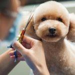 Top 5 các kiểu lông chó Poodle đẹp cho cún yêu nhà bạn