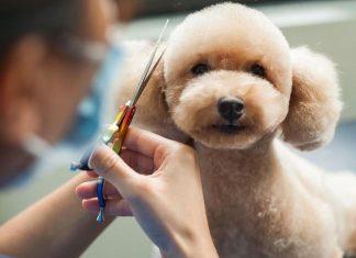 Top 5 các kiểu lông chó Poodle đẹp cho cún yêu nhà bạn