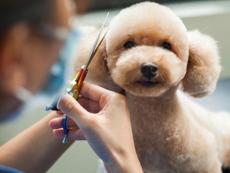 Top 5 các kiểu lông chó Poodle đẹp cho cún yêu nhà bạn