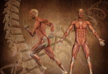 3D medical figure with muscle map on a grunge style DNA abstract background