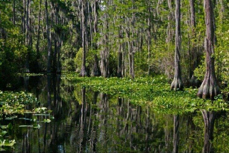 Công viên Quốc gia Okefenokee Swamp - nguồn: Internet