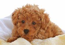 6 điều dạy chó Poodle để bé ngoan ngoãn, nghe lời chủ