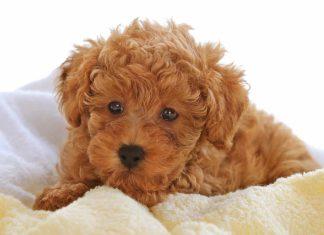 6 điều dạy chó Poodle để bé ngoan ngoãn, nghe lời chủ