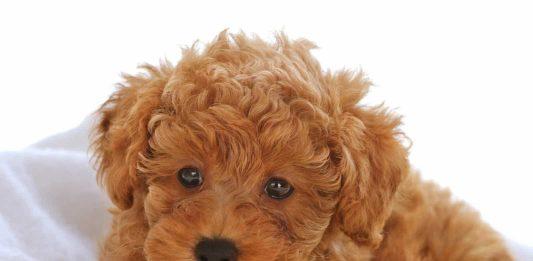 6 điều dạy chó Poodle để bé ngoan ngoãn, nghe lời chủ