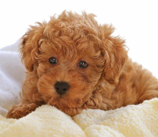 6 điều dạy chó Poodle để bé ngoan ngoãn, nghe lời chủ
