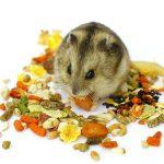 Hamster ăn gì? 5 món ăn mà chuột hamster thích nhất