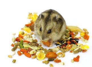 Hamster ăn gì? 5 món ăn mà chuột hamster thích nhất