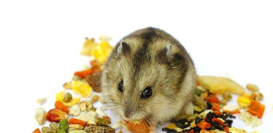 Hamster ăn gì? 5 món ăn mà chuột hamster thích nhất