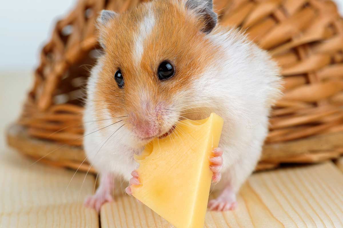 Phô mai - món ăn khoái khẩu của chuột hamster.