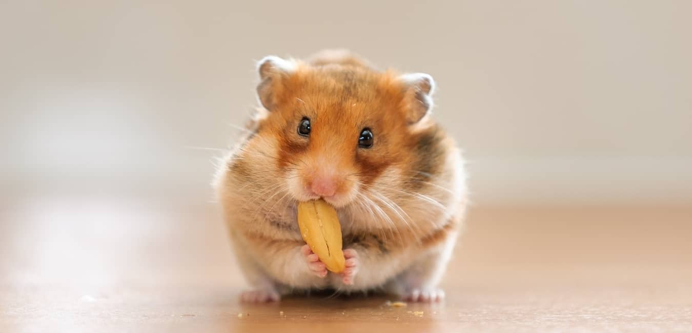 Các loại hạt là nguồn thức ăn chính của chuột hamster.