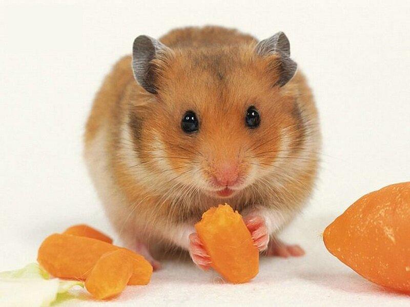 Bạn có thể cho hamster ăn rau củ với lượng vừa phải.