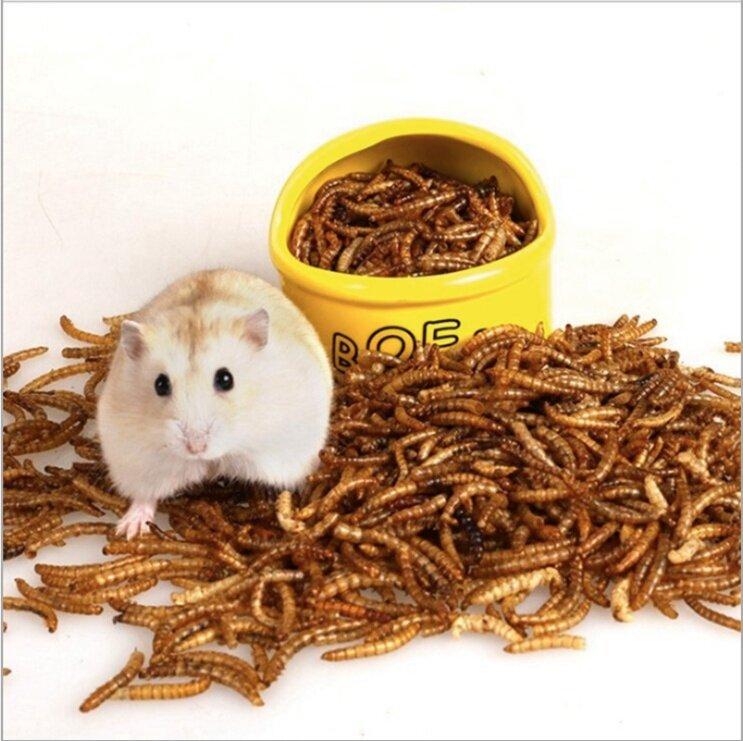 Côn trùng là loại thức ăn thơm ngon, giàu đạm cho chuột hamster.