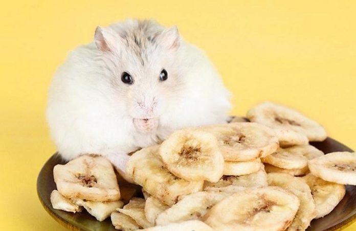 1 bé hamster mê ăn chuối.