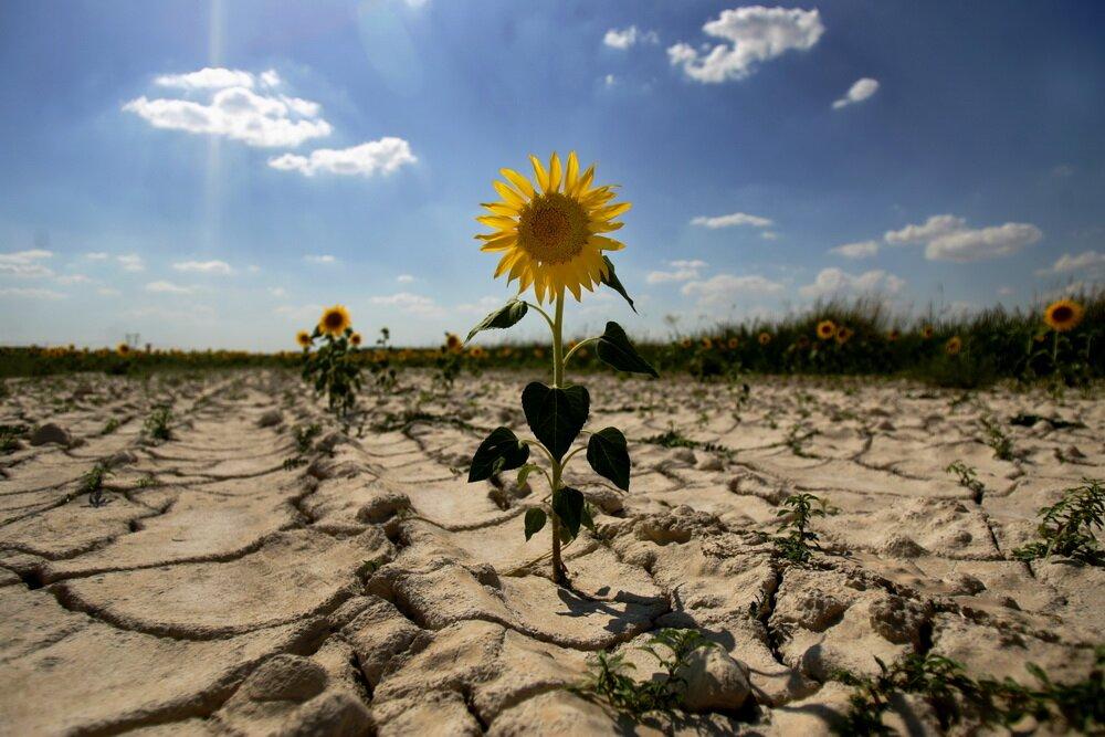 Sunflowers grow in a dry field on Villa-Viejas' farm land 02 August 2006, near Cuenca. Persistent drought across much of Spain may threaten supplies of drinking water to some two million people in the south of the country within weeks, according to government forecasts today. AFP PHOTO/Pedro ARMESTRE / AFP PHOTO / PEDRO ARMESTRE