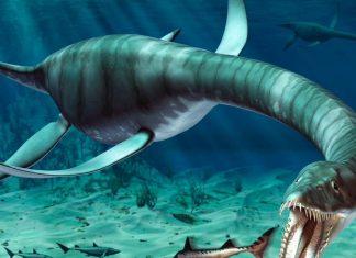 Những sinh vật huyền bí này có lẽ thực sự tồn tại (Ảnh: Internet)