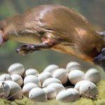 12 sự thật về thú mỏ vịt – một trong những loài động vật kì lạ nhất hành tinh Thú mỏ vịt là một trong những loài động vật kì lạ nhất thế giới (Ảnh: Internet)