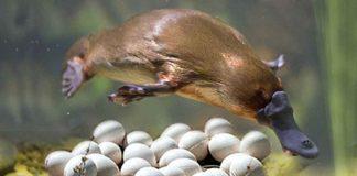 Thú mỏ vịt là một trong những loài động vật kì lạ nhất thế giới (Ảnh: Internet)