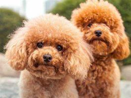 Nên chọn màu lông chó Poodle nào?