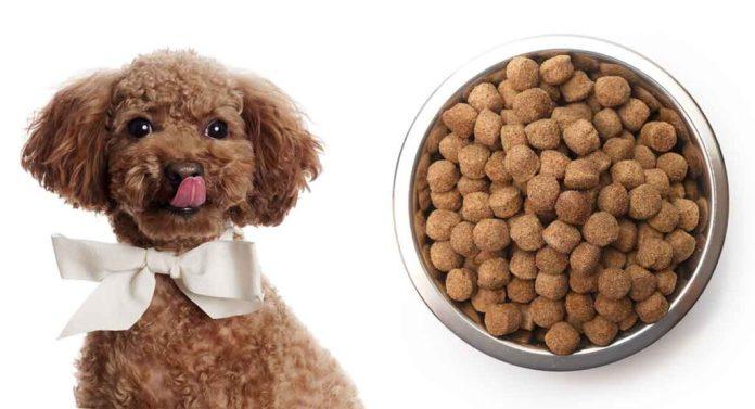 Chế độ dinh dưỡng cho Poodle