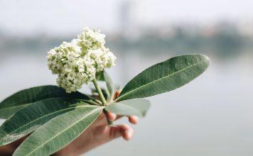 99+ stt hay về hoa sữa mùa thu, thơ về hoa sữa lãng mạn dạt dào stt hay về hoa sữa mùa thu, thơ về hoa sữa lãng mạn dạt dào (Ảnh: Internet)