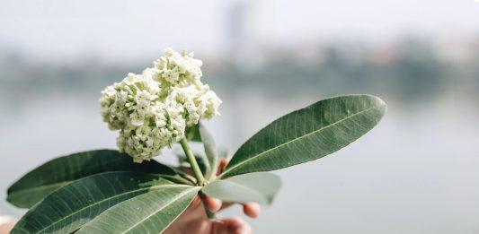 99+ stt hay về hoa sữa mùa thu, thơ về hoa sữa lãng mạn dạt dào stt hay về hoa sữa mùa thu, thơ về hoa sữa lãng mạn dạt dào (Ảnh: Internet)