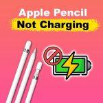 Cách sửa lỗi bút Apple pencil 2 không sạc được (Ảnh: Internet)