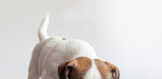 5 hãng thức ăn cho chó tốt nhất hiện nay