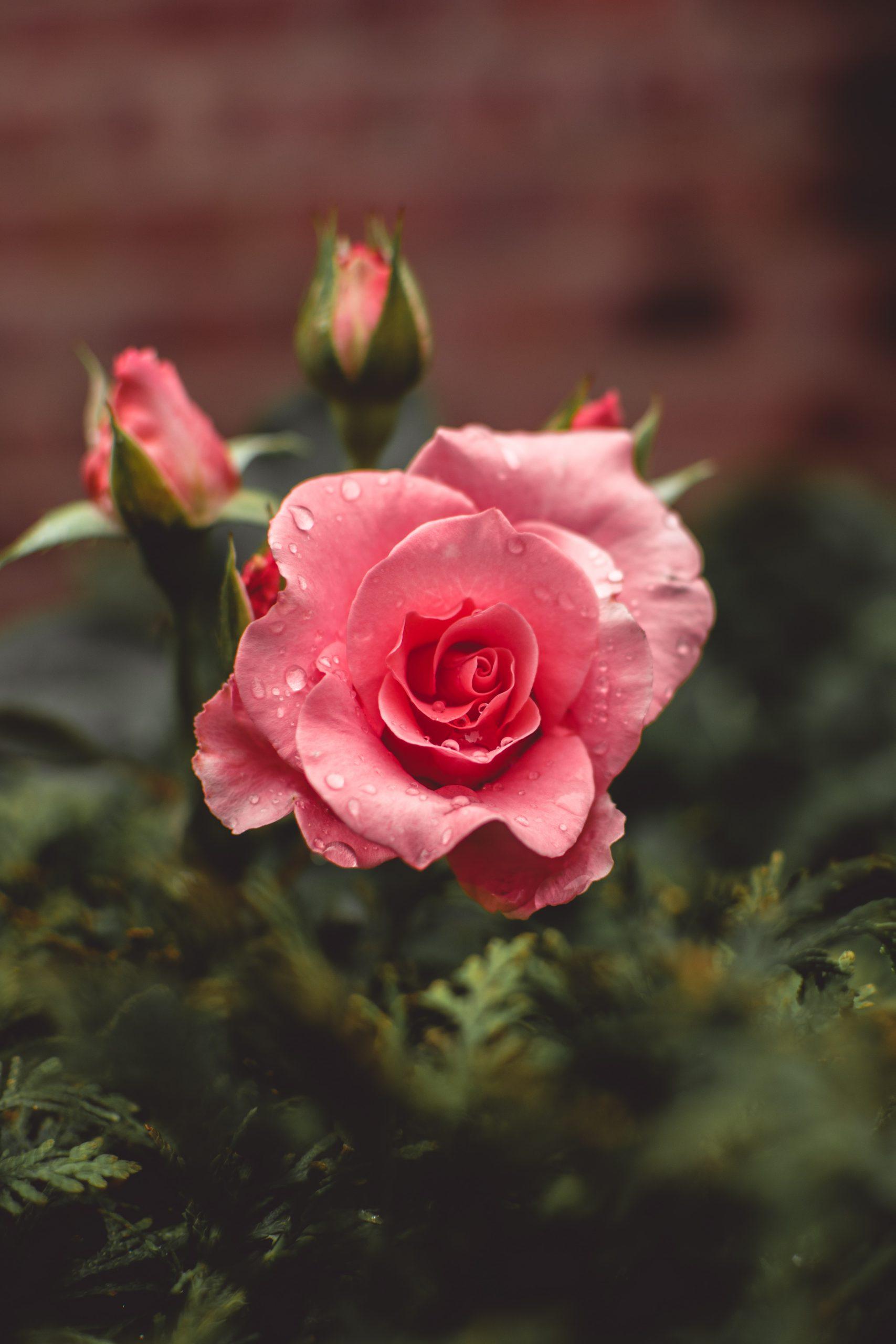 Hoa hồng là loài hoa tuyệt đẹp cũng chứa nhiều vitamin.(Nguồn: Internet)