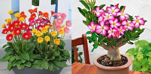 Cách trồng hoa đồng tiền