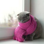 Mèo cũng có thể bị cảm lạnh giống như người (Ảnh: Internet)