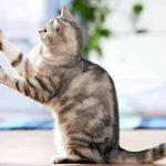 Mèo cào đồ vật do thói quen (Ảnh: Internet)