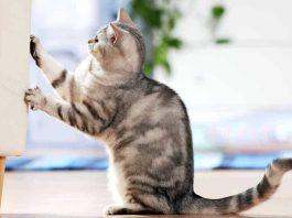 Mèo cào đồ vật do thói quen (Ảnh: Internet)